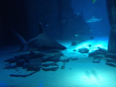 Акули в аквариума