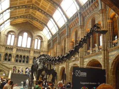 Скелет на динозавър в националния исторически музей